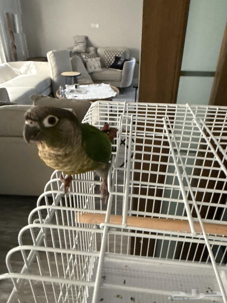 كنيور قرين شيك اليف و هدد ب90064477310943234110