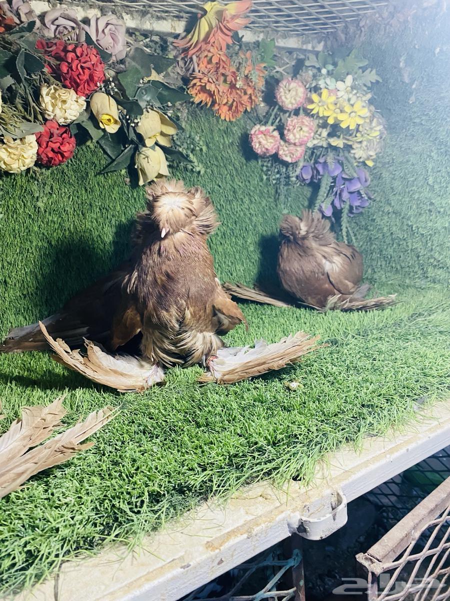 للبيع مجموعة بخارات حمر64478155949187112