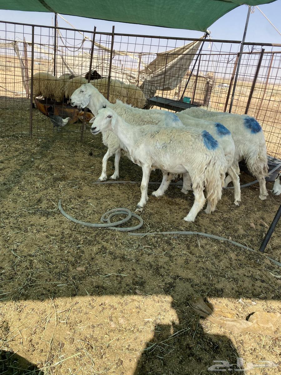 شياه حريات دفيييع واصله64473597068419112