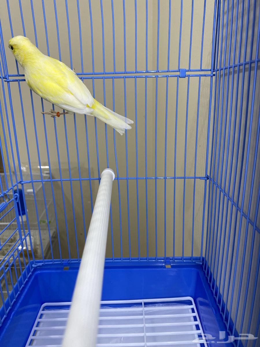 Female Slager String (Sold)64474043863681112