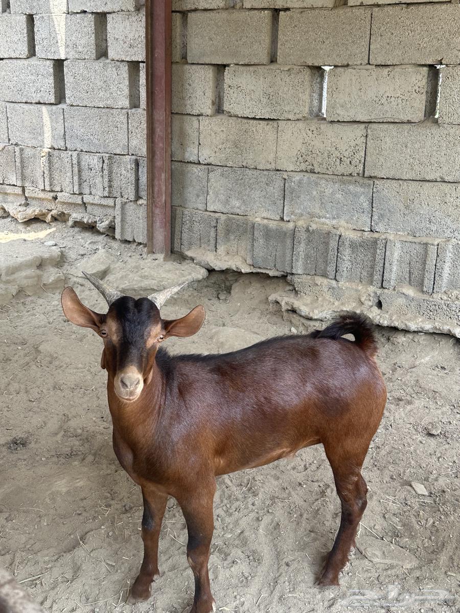 تيس بلدي ماشاءالله تبارك الله64473933250306110