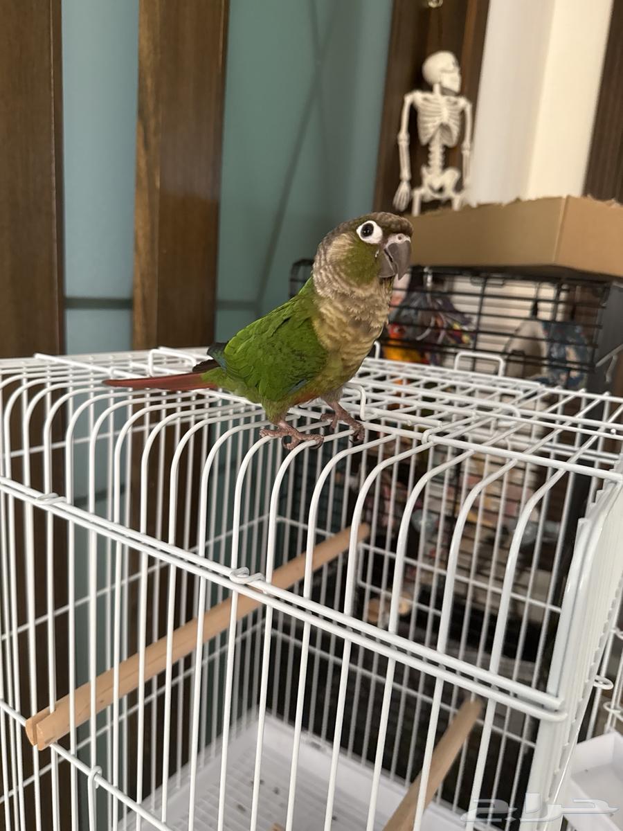 كنيور قرين شيك اليف و هدد ب90064477310943234112