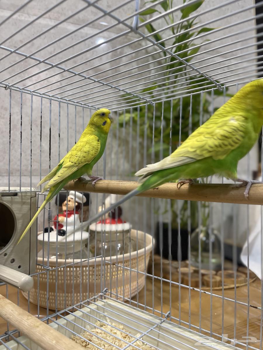 زوج بادجي مع القفص ( تم البيع )64476115217283111
