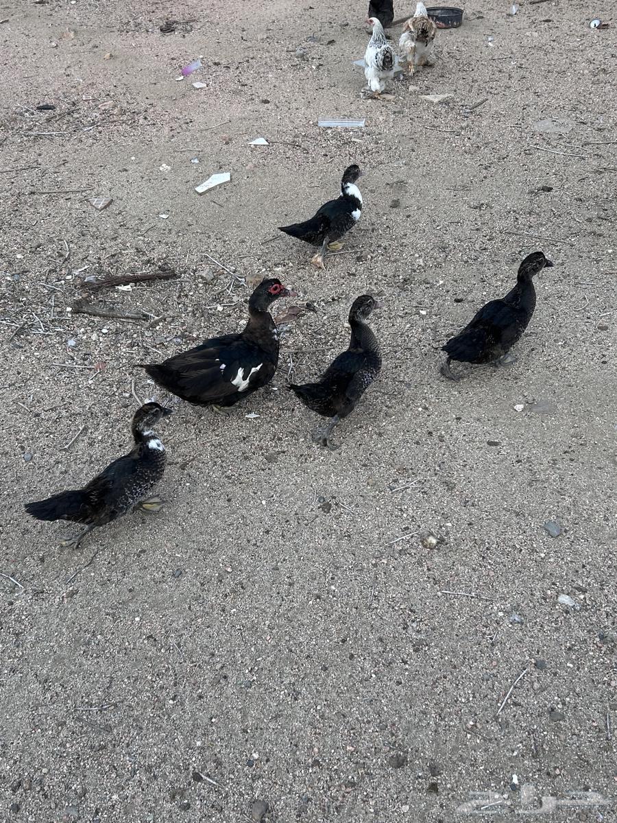 بط لبيع64476043883265111