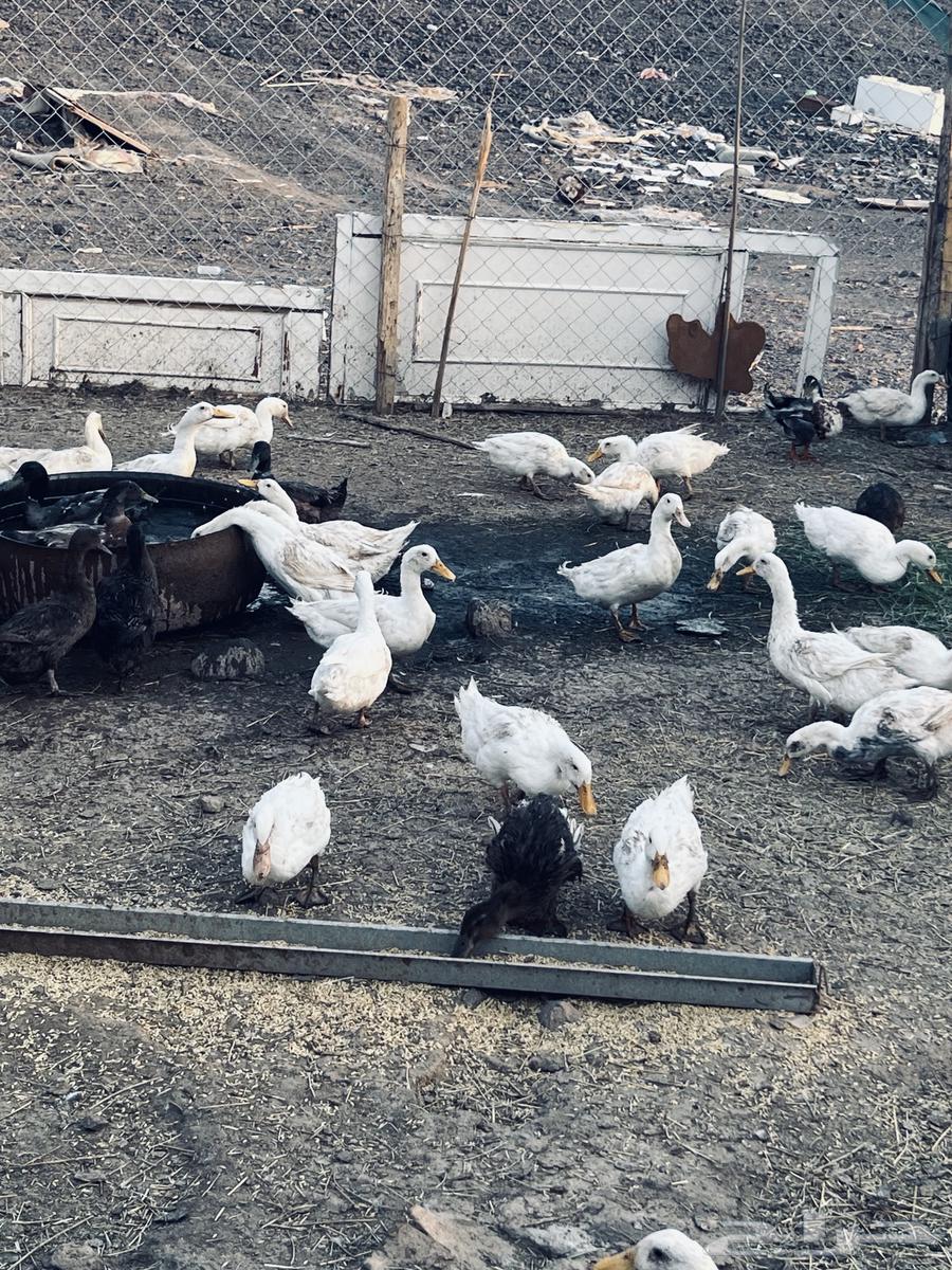 بط للبيع والصحة شرط64476531250178110