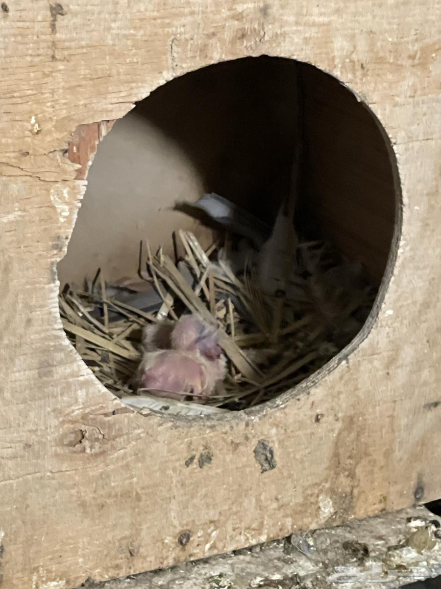 للبيع حمام صنعاني64478580930818112