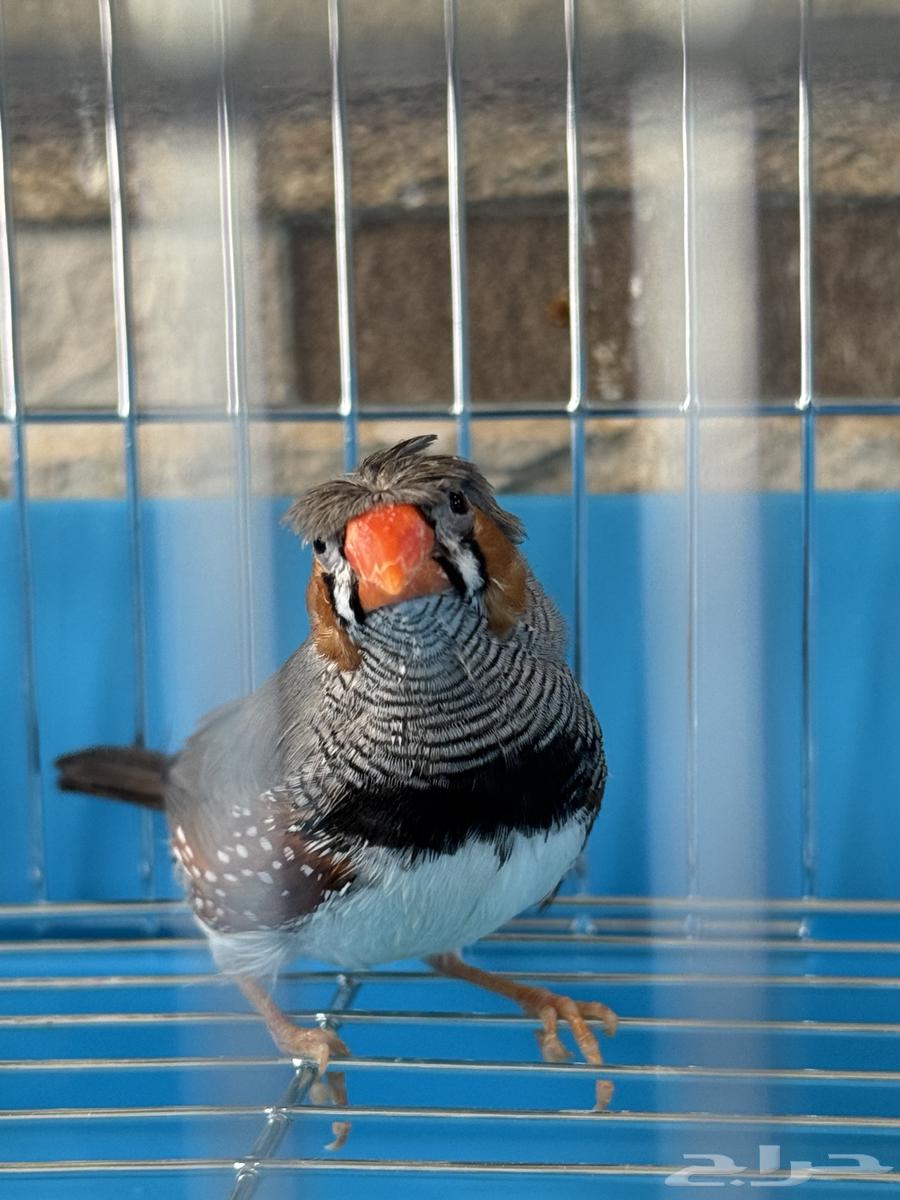 Zebra Regular Size (Crest)64475143427715113