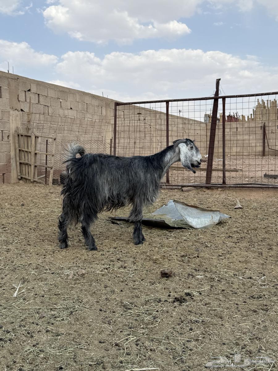 للبيع عنز رباعيه64475736472706112