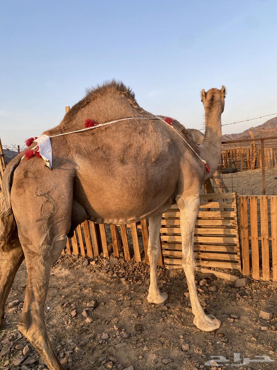 Red coastal she-camel from Al-Bal branches, price limit 11500, sold64475363637122113