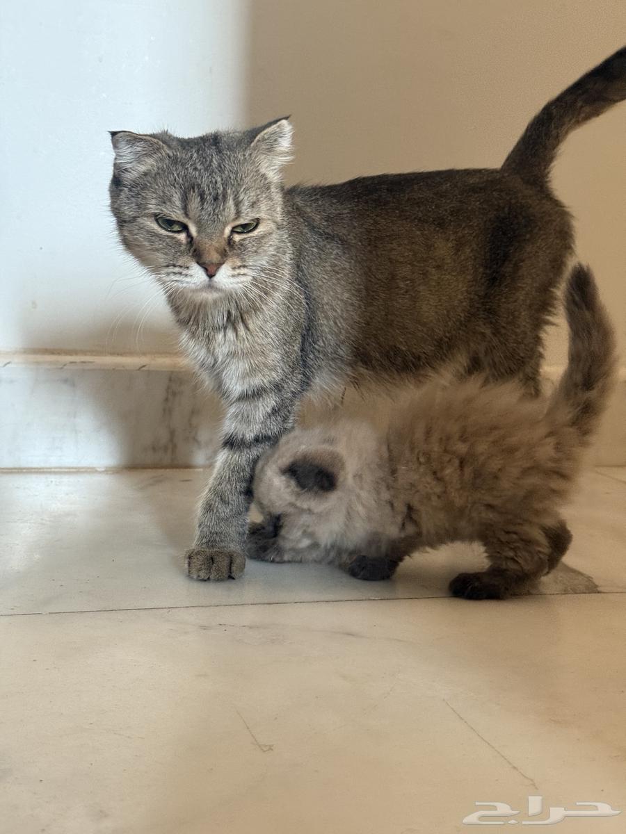 A small cat64471676782081114