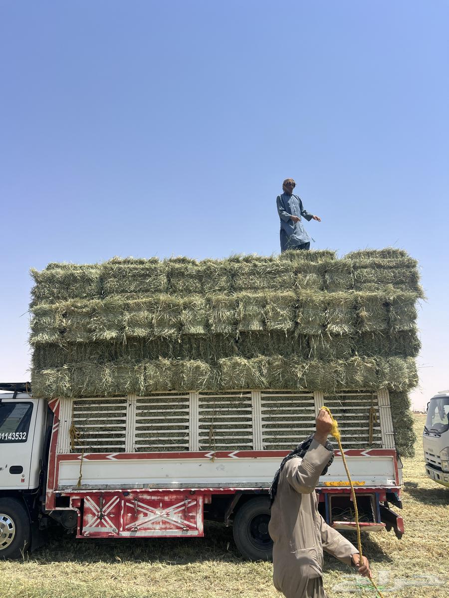 Rodes Safi Smooth64474075770882110