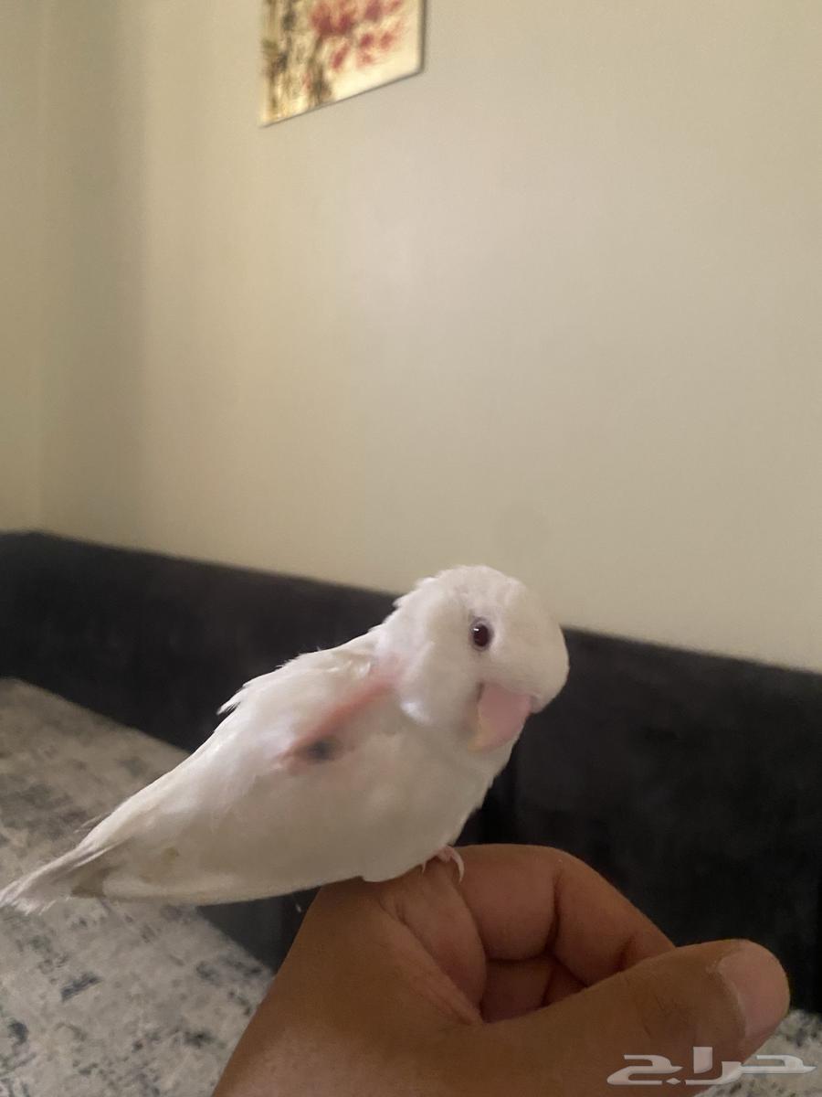 روز للبيع اليف مع اكله والقفص البيع اعلى سوم64473304021762112