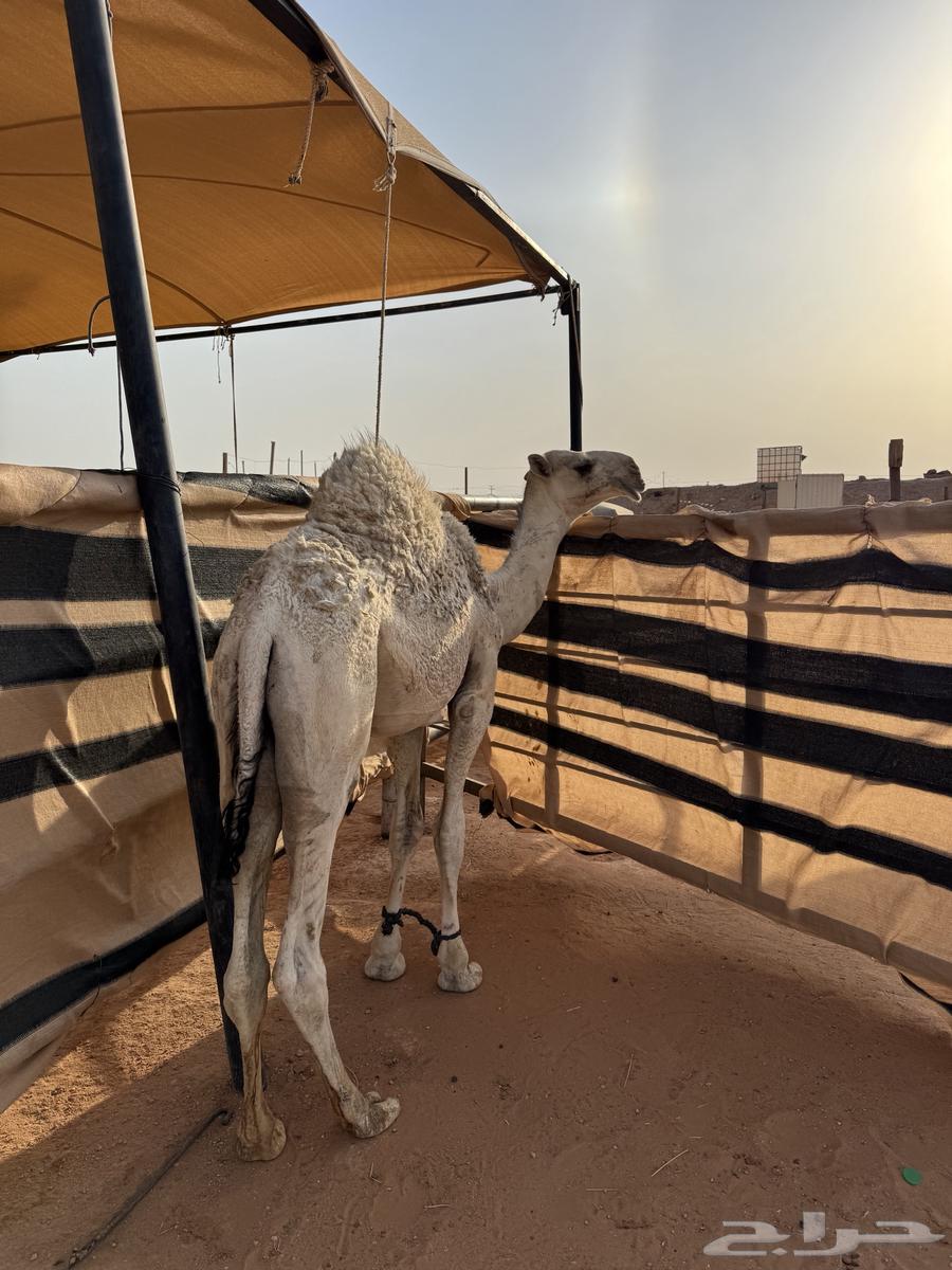 Qa3dan for sale64475777842179111