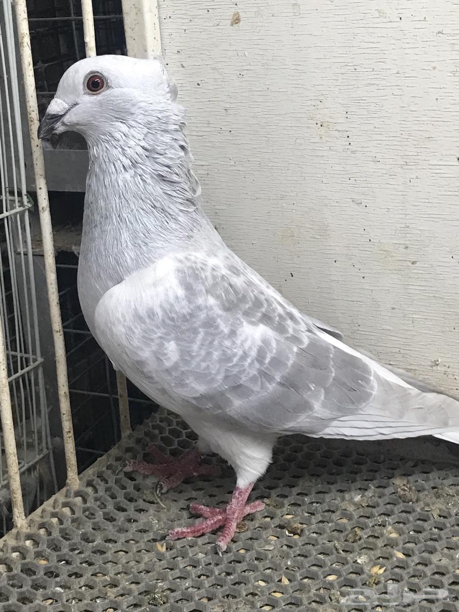 Zajel Birds64475239494529110