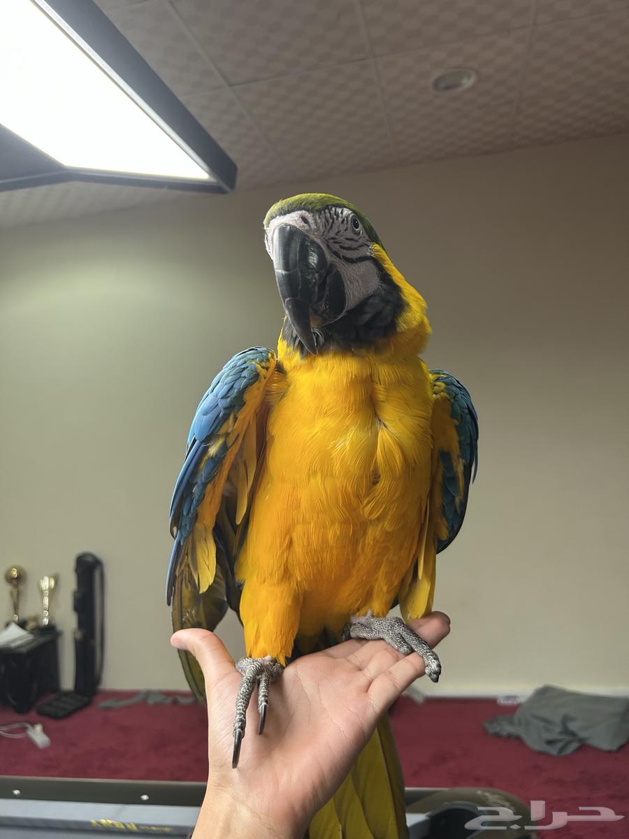 مكاو بلو اند قولد اليف تم البيع64471662949377114