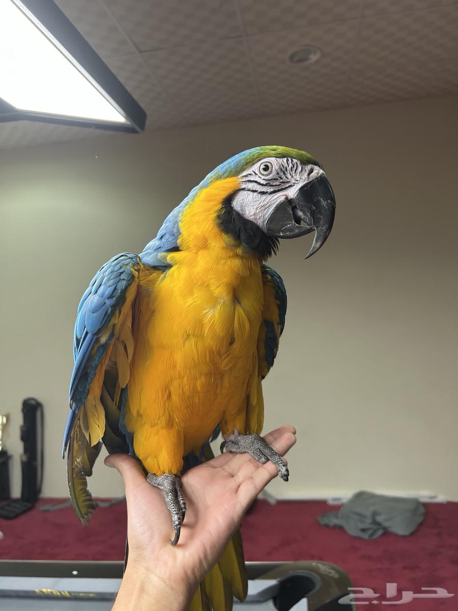 مكاو بلو اند قولد اليف تم البيع64471662949377111