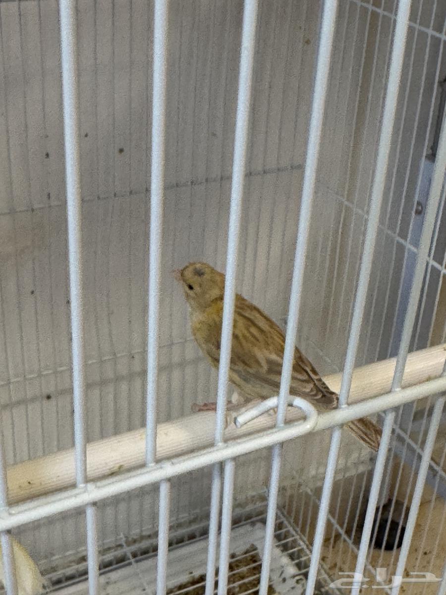 Canary Azabel Crest Carrier Satin64474123328899112