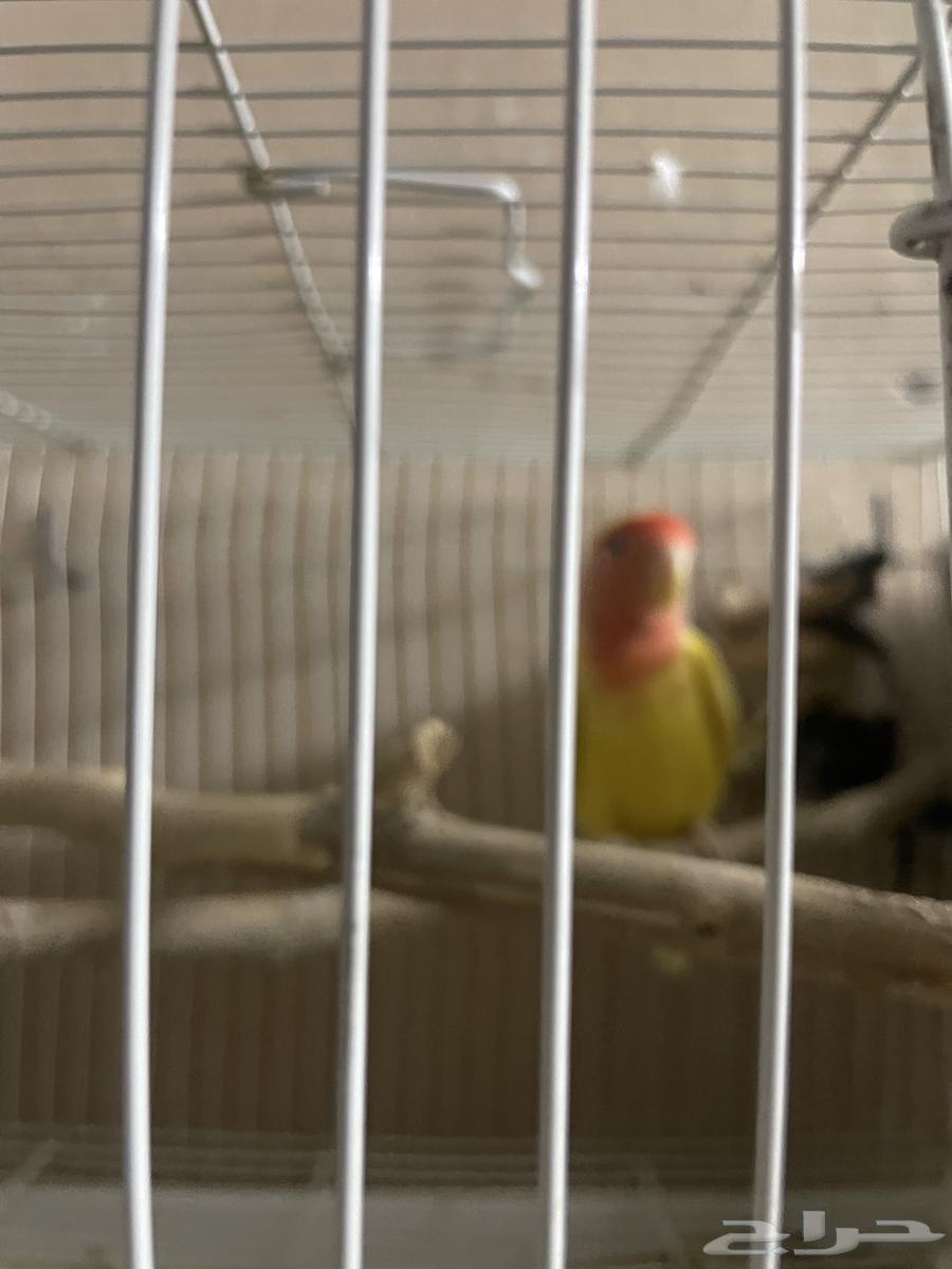 روز البينو العيون حمره64473233973761113