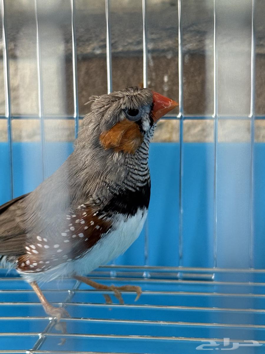 Zebra Regular Size (Crest)64475143427715110