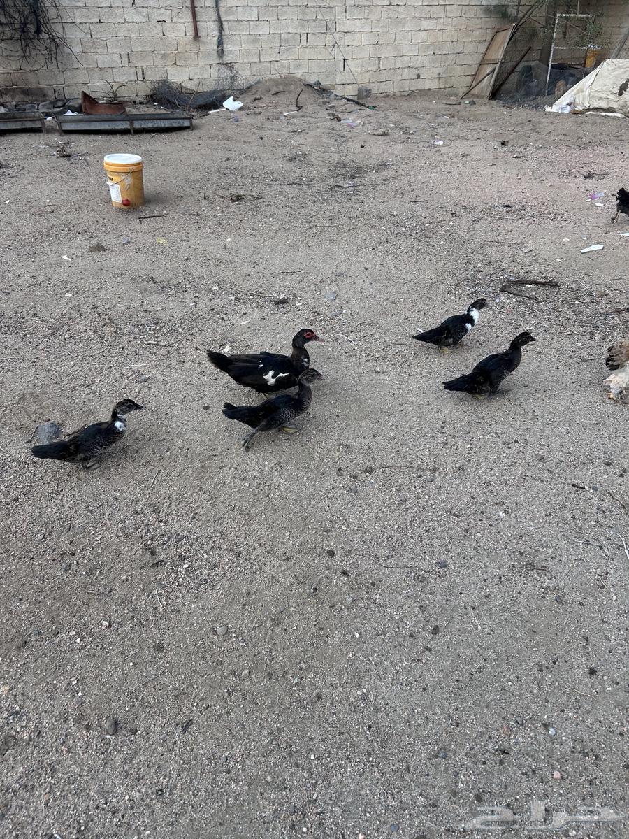 بط لبيع64476043883265112