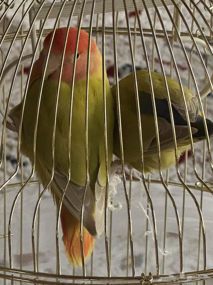 طيور روز مع القفص64476503072771112