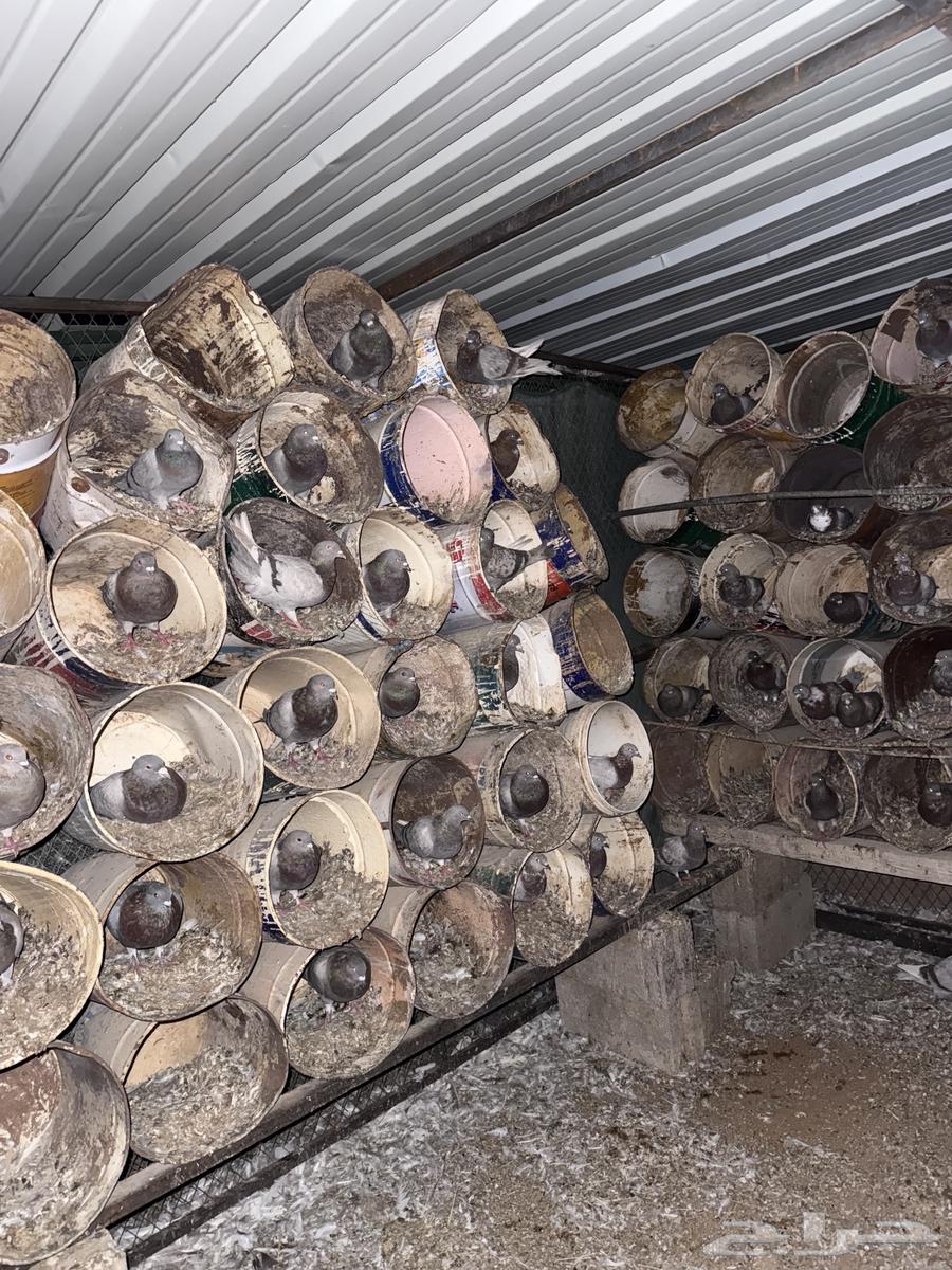 حمام سلفر على السوم مباع مباع64478224889986110