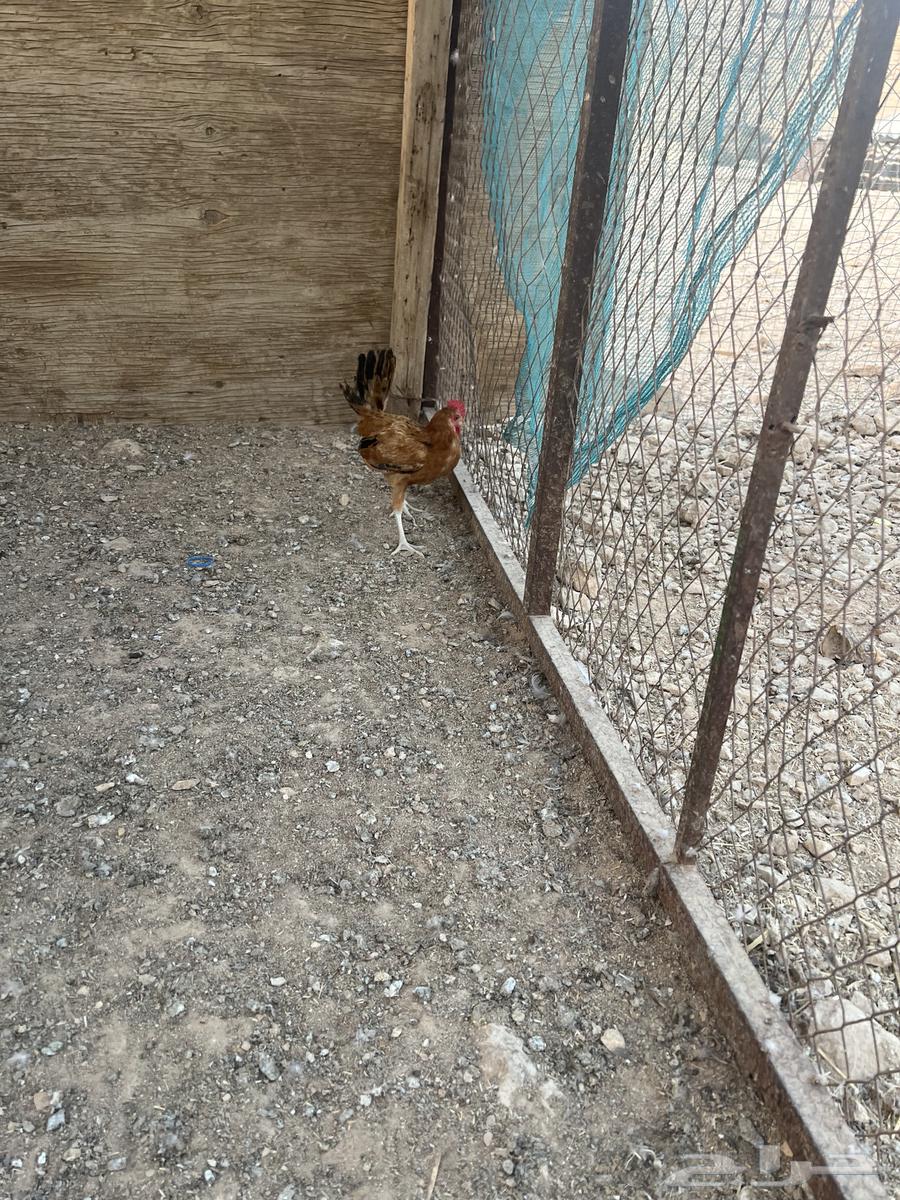 ديك بلدي64478498523906113