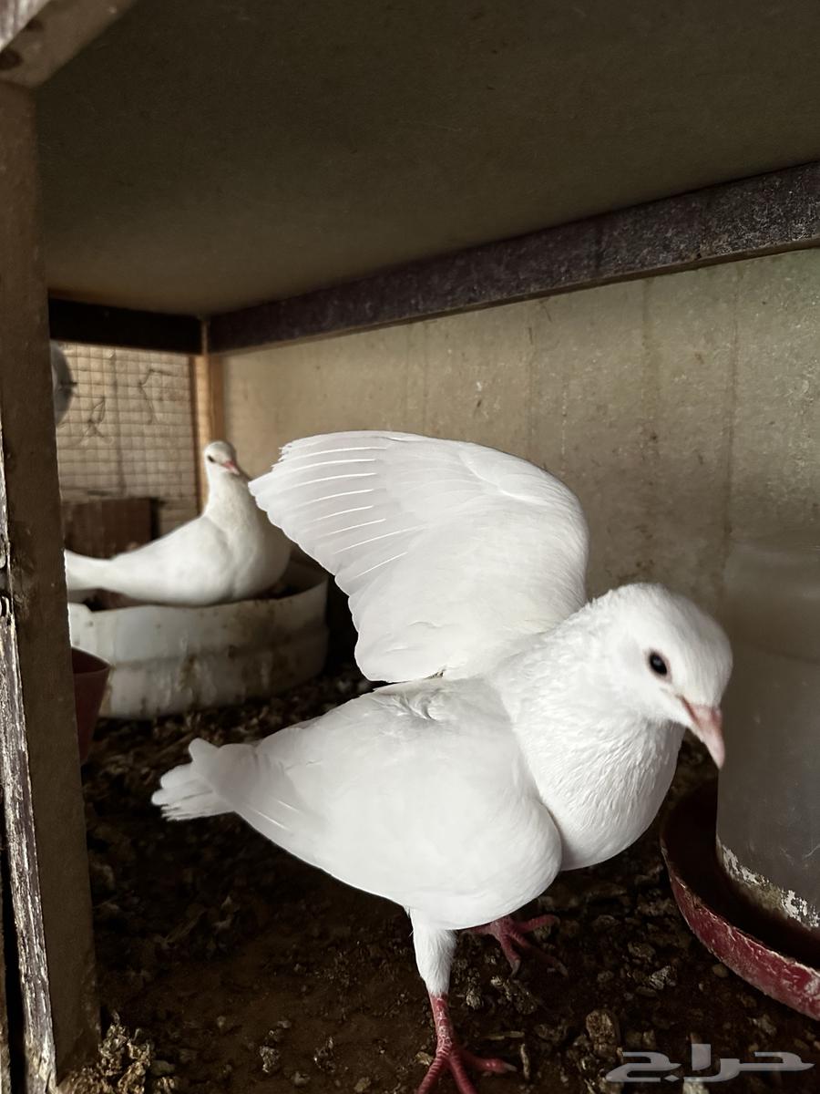 جوز صنعاوي بعياله64477282932226111