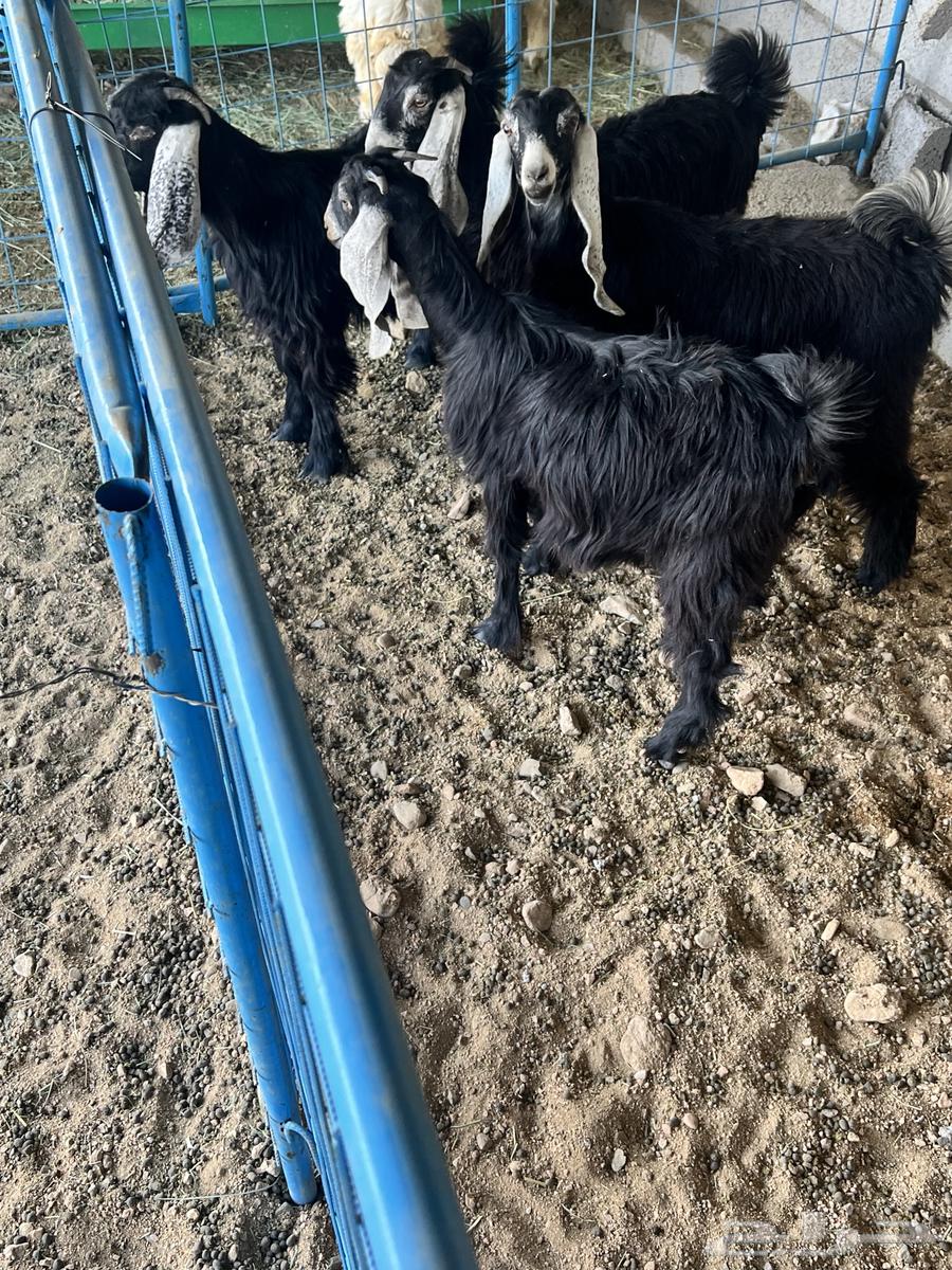 جفار عوارض للبيع64476991277441114