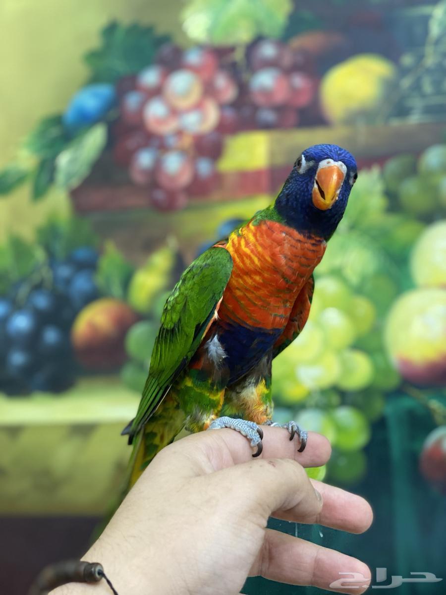 تم البيع لوري ريمبو64471952741635110