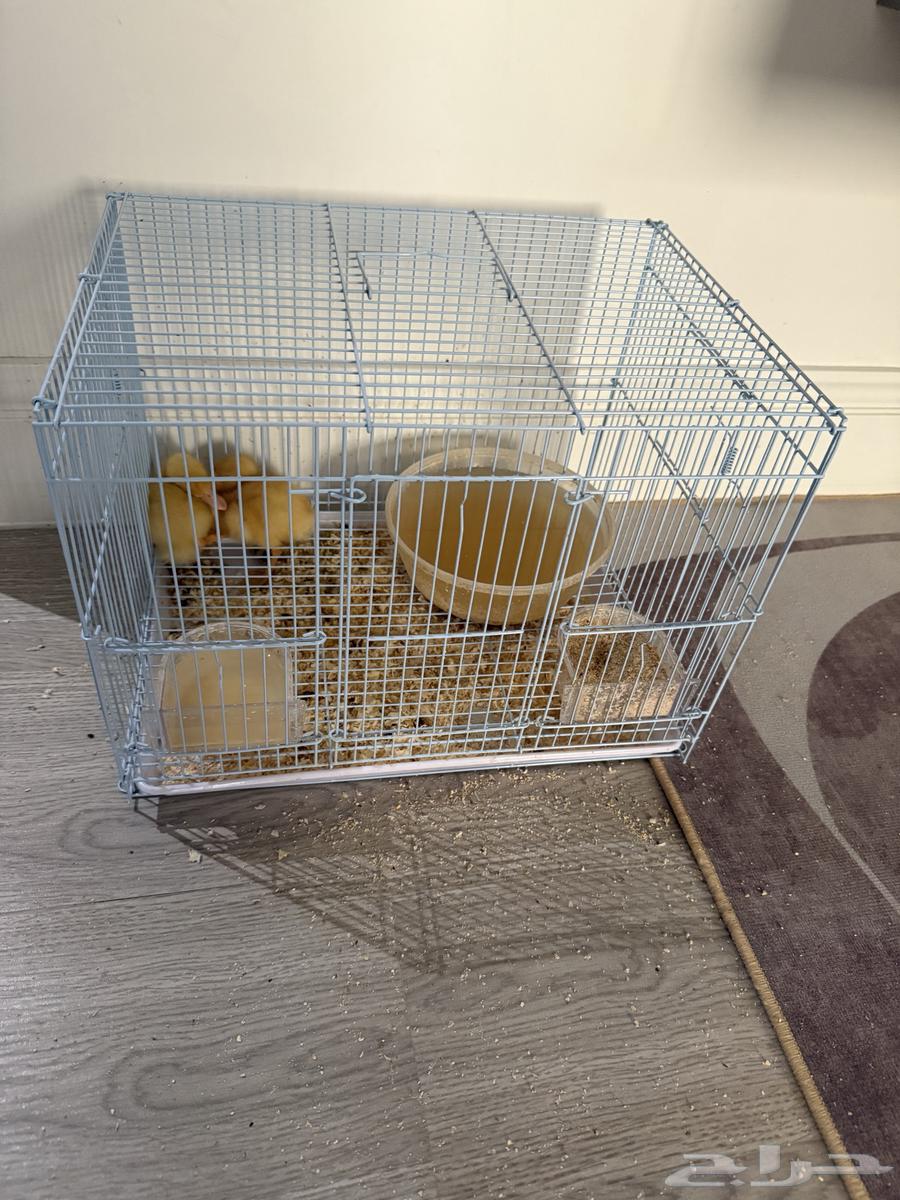 حي الملك فيصل64478197160578110