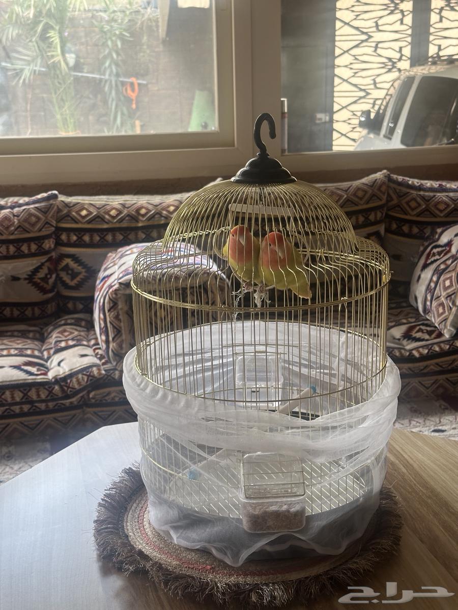 طيور روز مع القفص64476503072771110