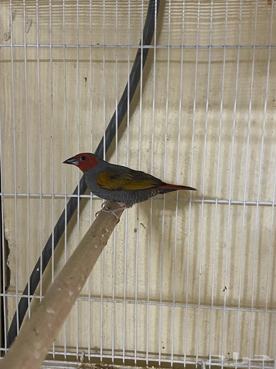 للبيع ذكر باتيليا64478787210882113