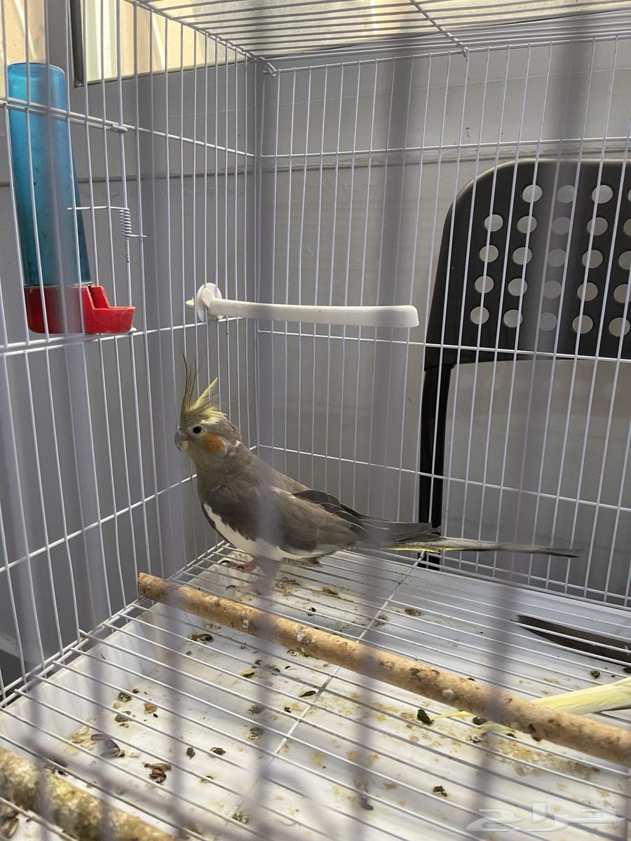 Crown couple producer64475904126593113