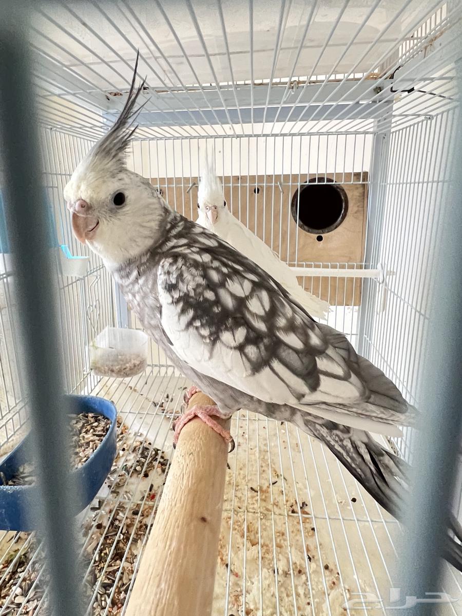 Creamy Face & Blemish Crown Pair, Rare Product64475681045377113