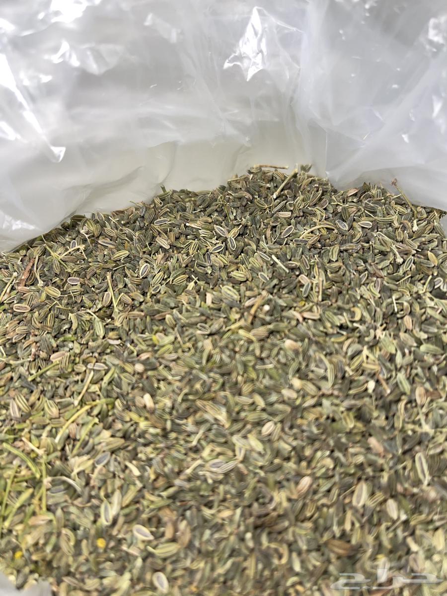 My local dates, this year's harvest64473191590530112