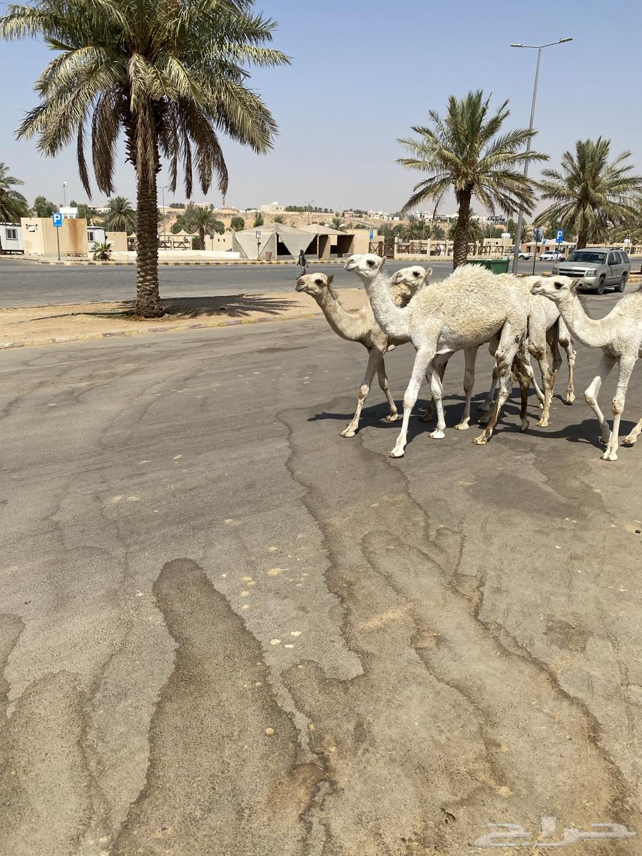 العدد 5 قعدان لبانية واساسهن طيب64473597096833111