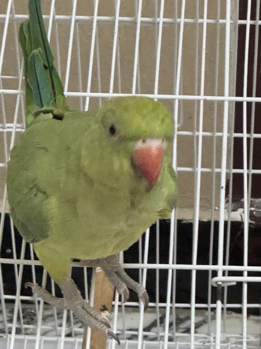 ببغاء درة للبيع64453999367297113