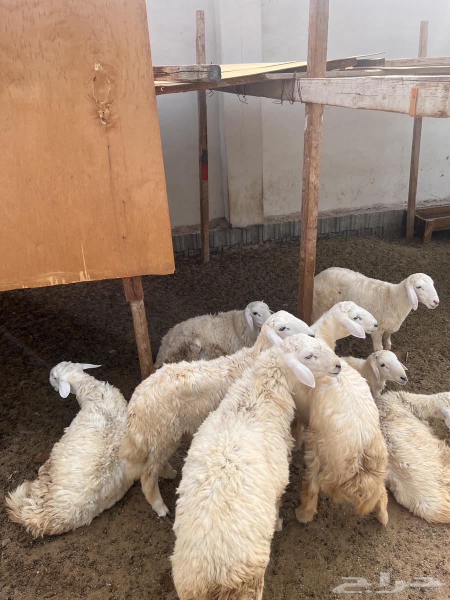 7 طليان واربع تيوس للبيع64478031757313111