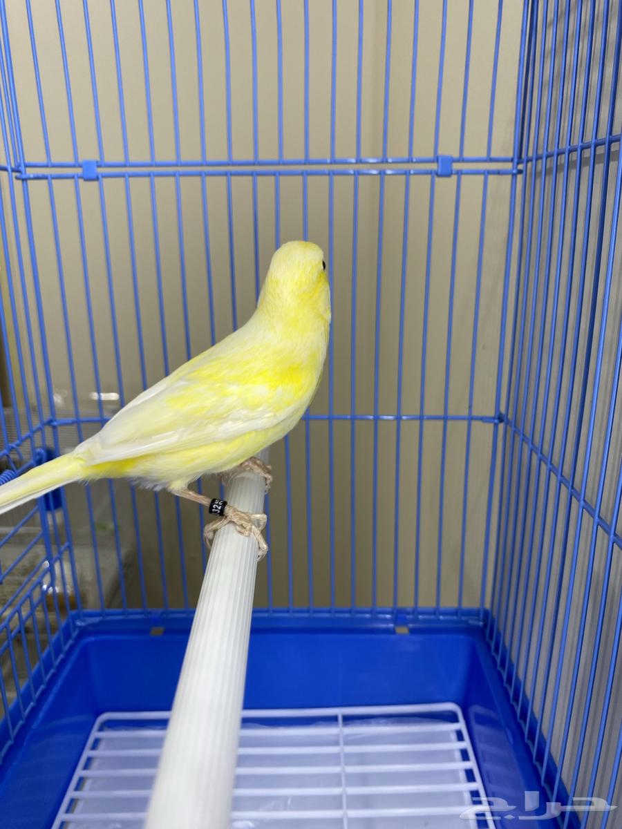 Female Slager String (Sold)64474043863681111