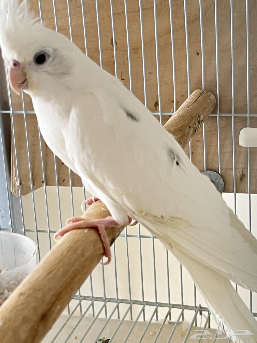 Creamy Face & Blemish Crown Pair, Rare Product64475681045377111