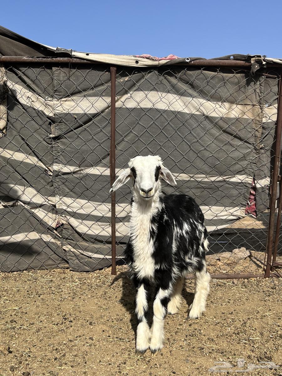 طلي سمين ونظيف860  فقط64473597112835111