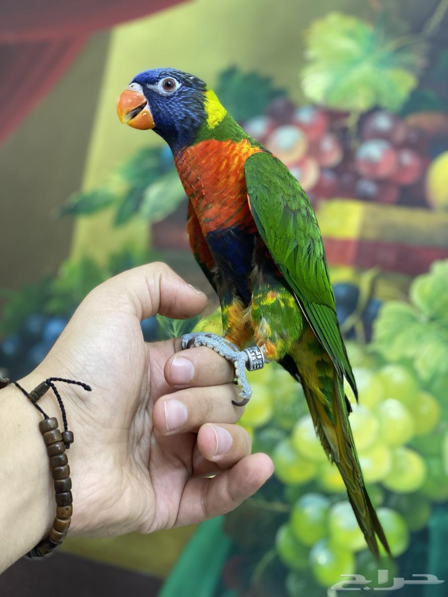 تم البيع لوري ريمبو64471952741635111