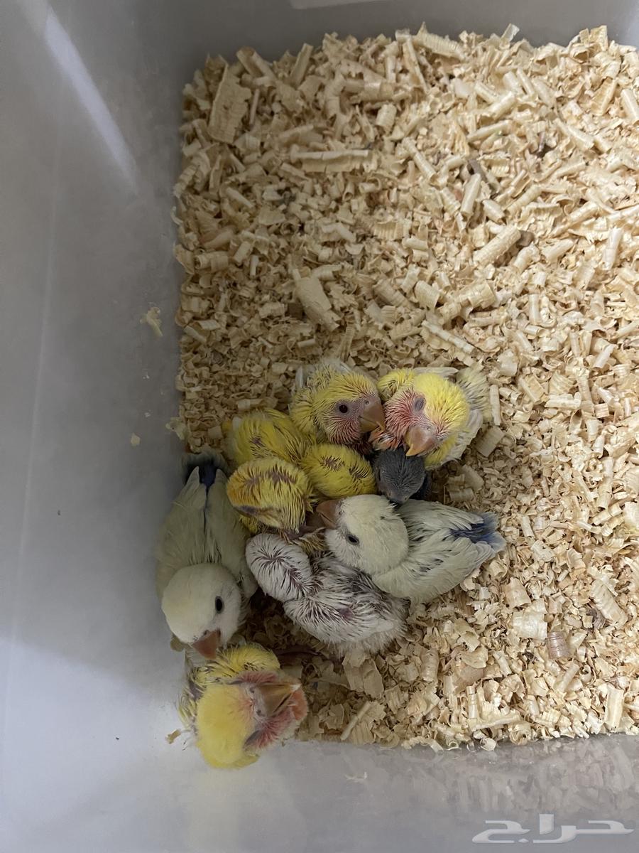 للبيع فروخ روز ( تم البيع )64477394367233110