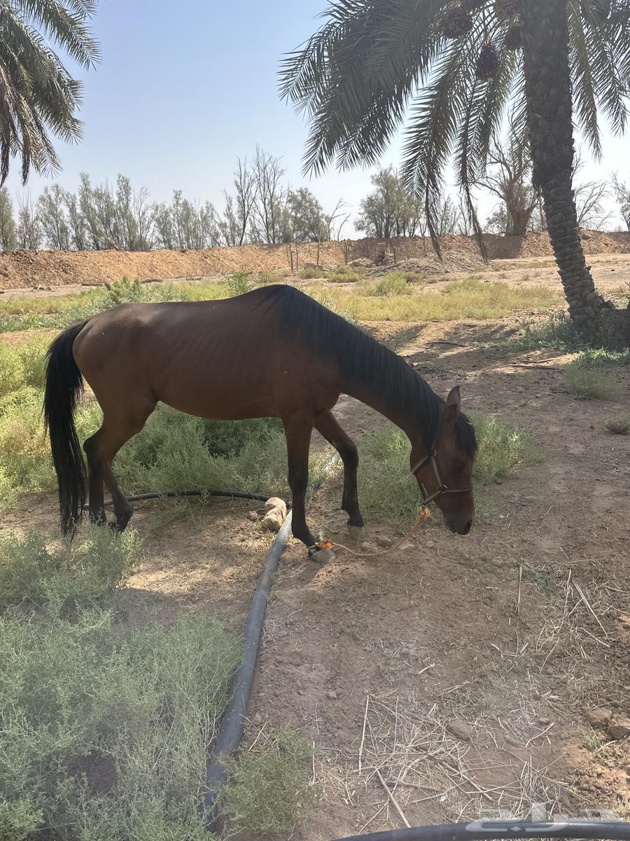 حصان للبيع64474043774338110