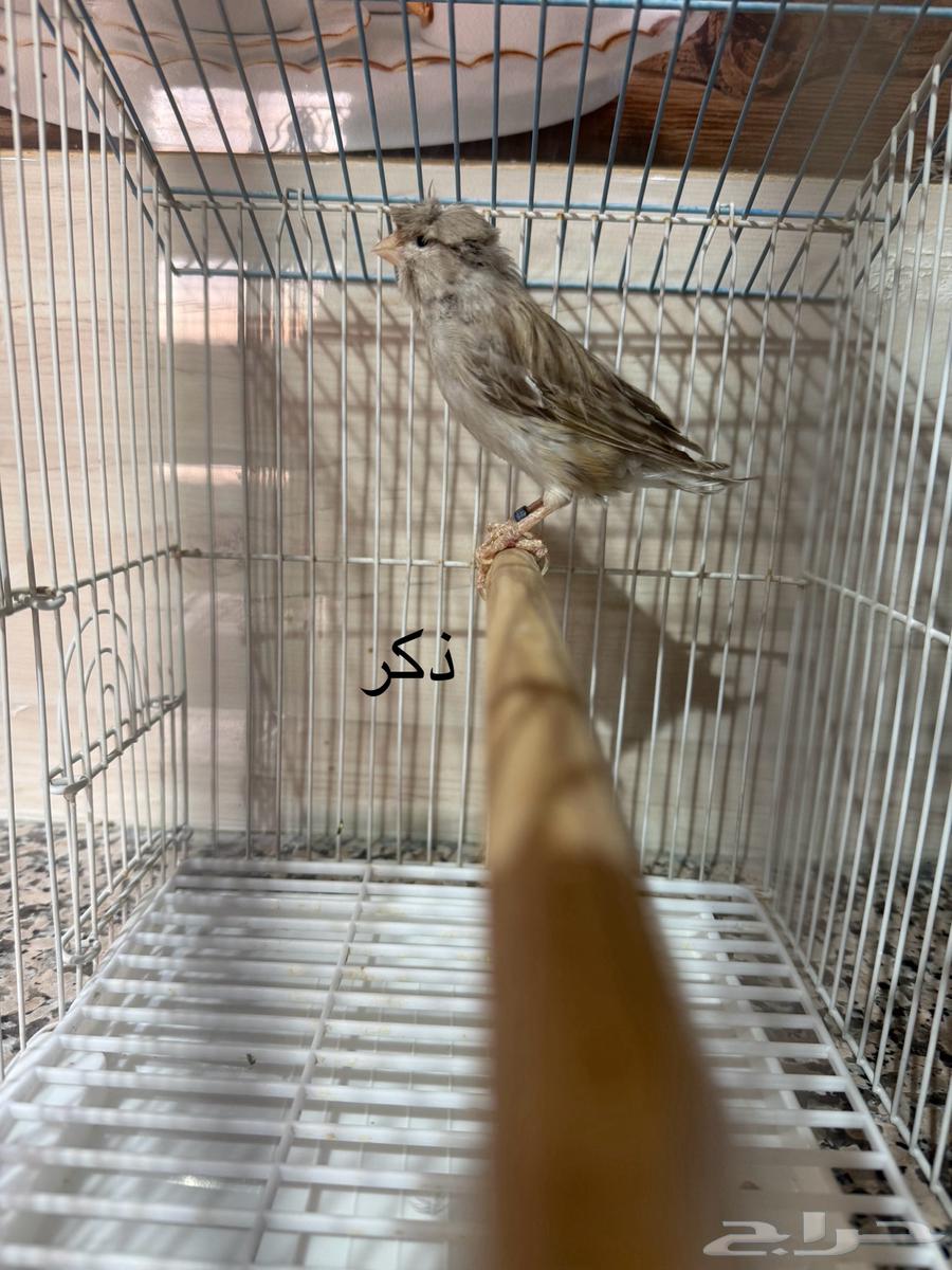 للبيع كناري اناثي وذكور منتجين64475016361091113