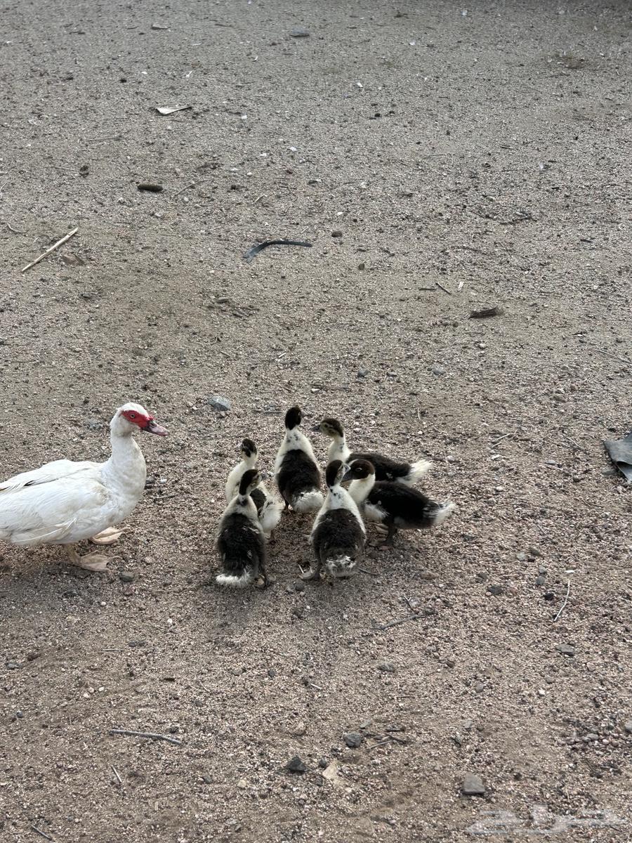 بط لبيع64476043883265113