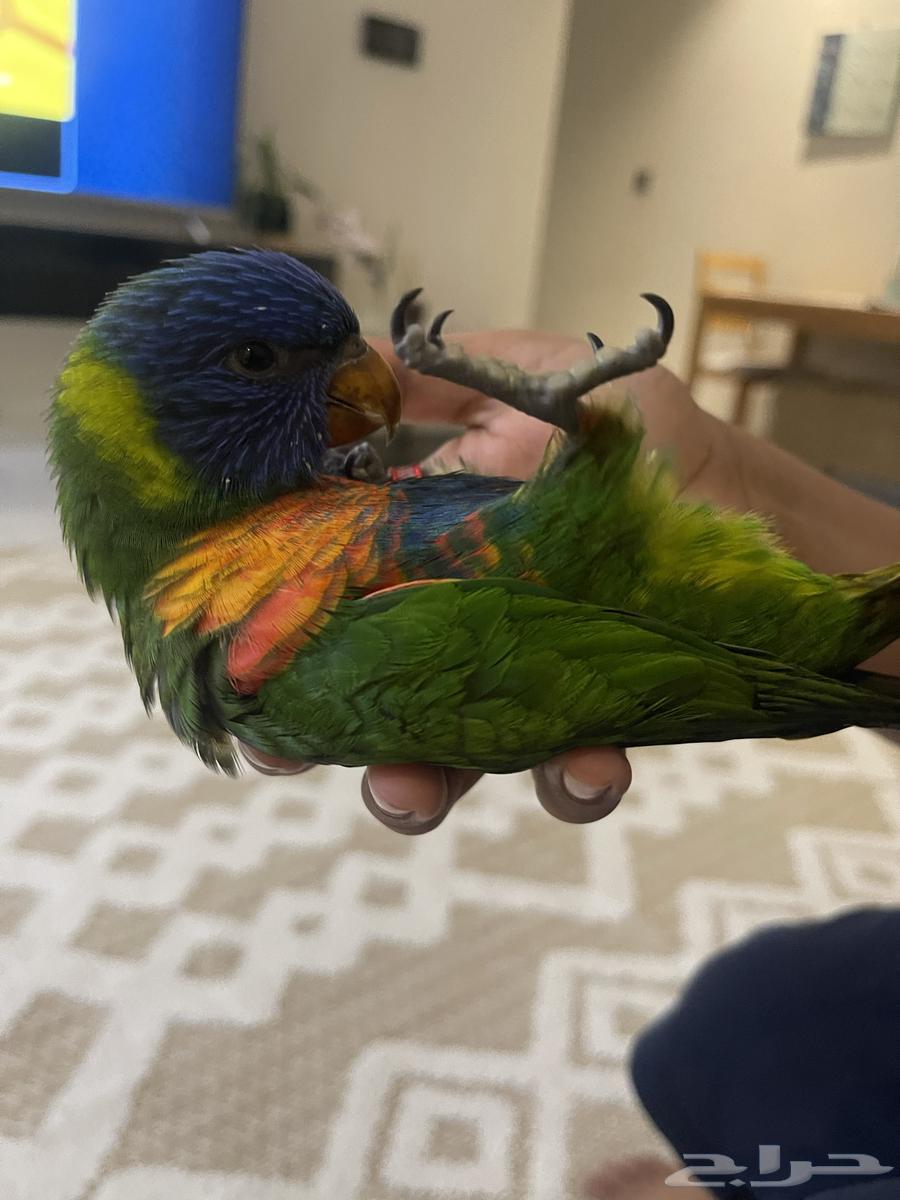 بغبغاء لوري للبيع64474444344835113