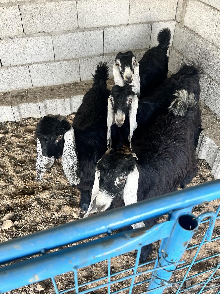 جفار عوارض للبيع64476991277441113