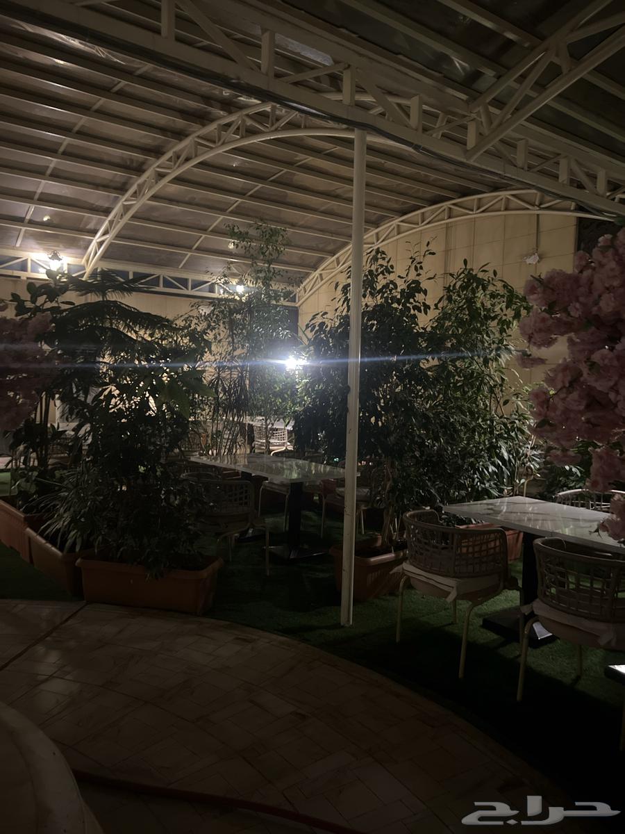 اشجار طبيعيه من مطعم64477838887041111